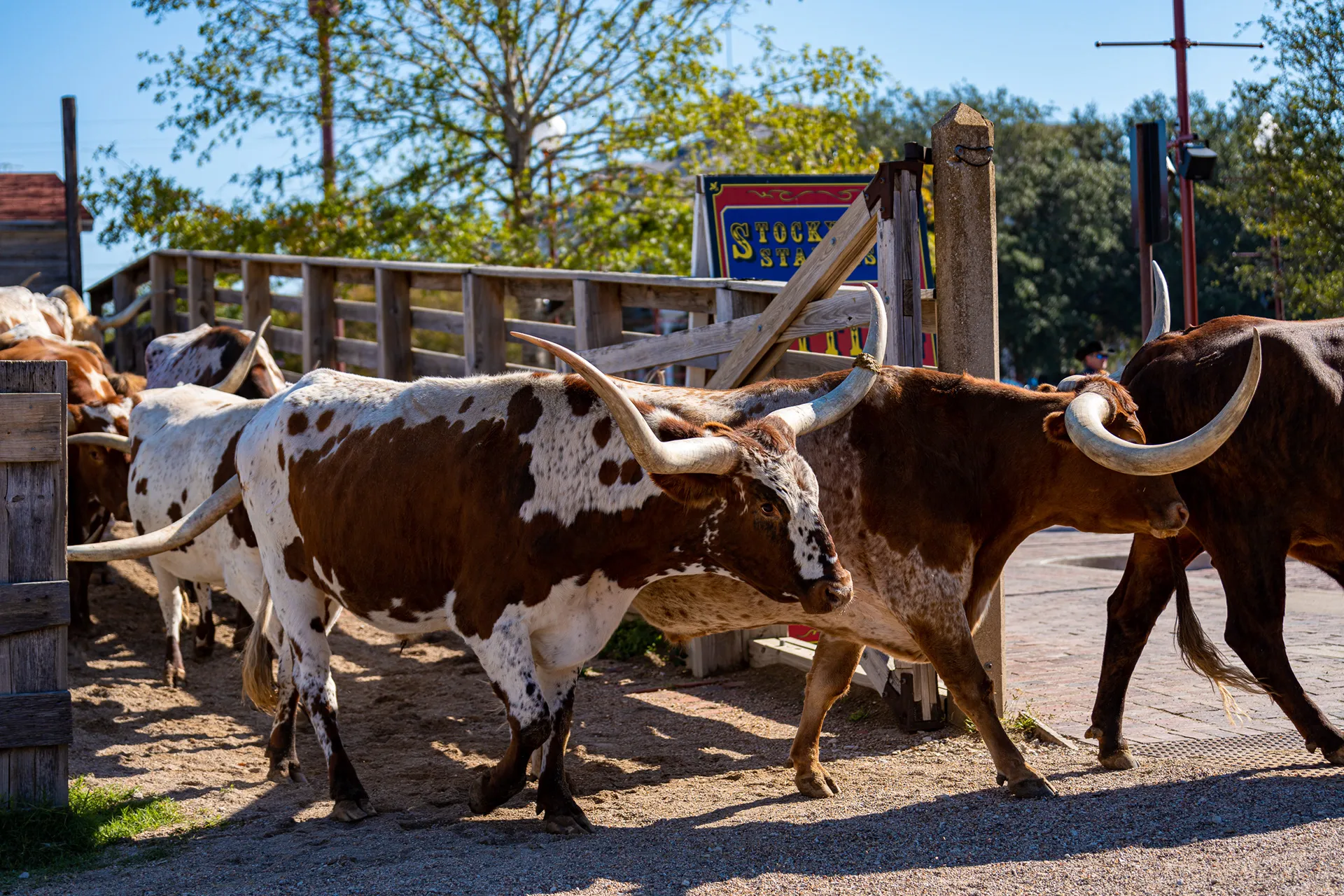 Texas — album cover