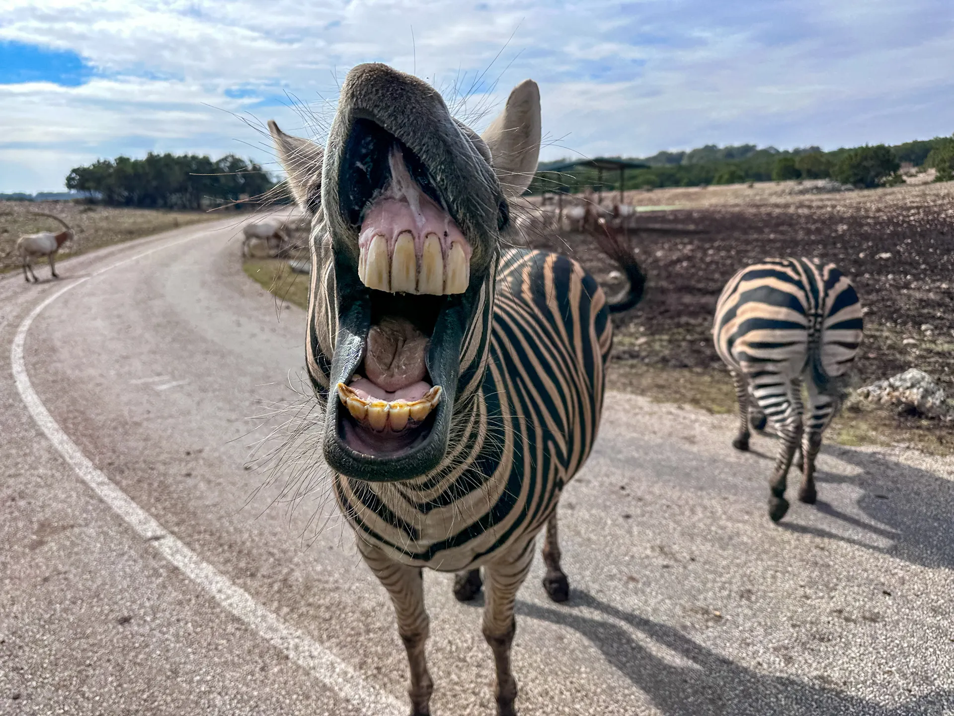 Texas Animals — album cover