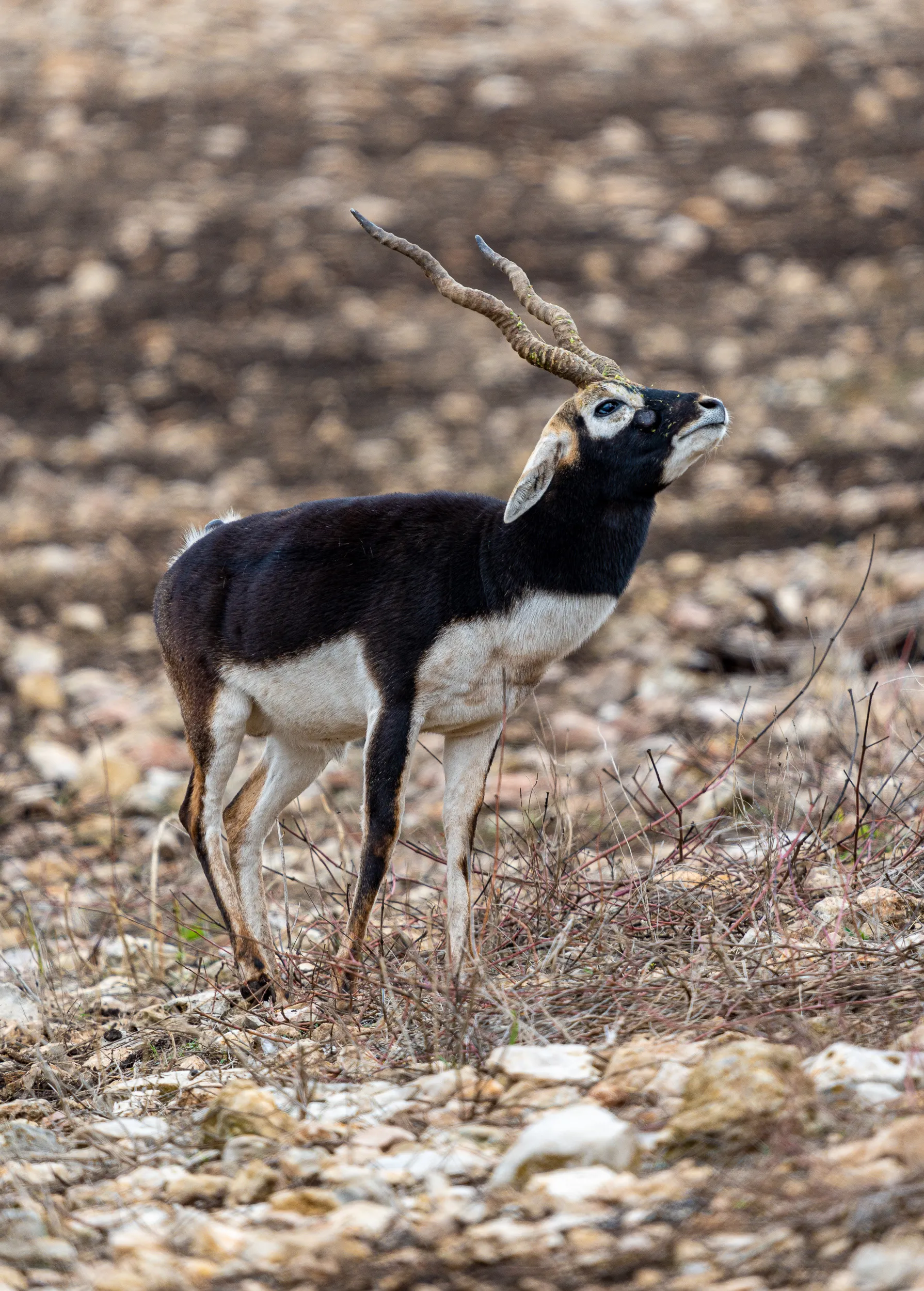 Texas Animals — photo 3 of 23