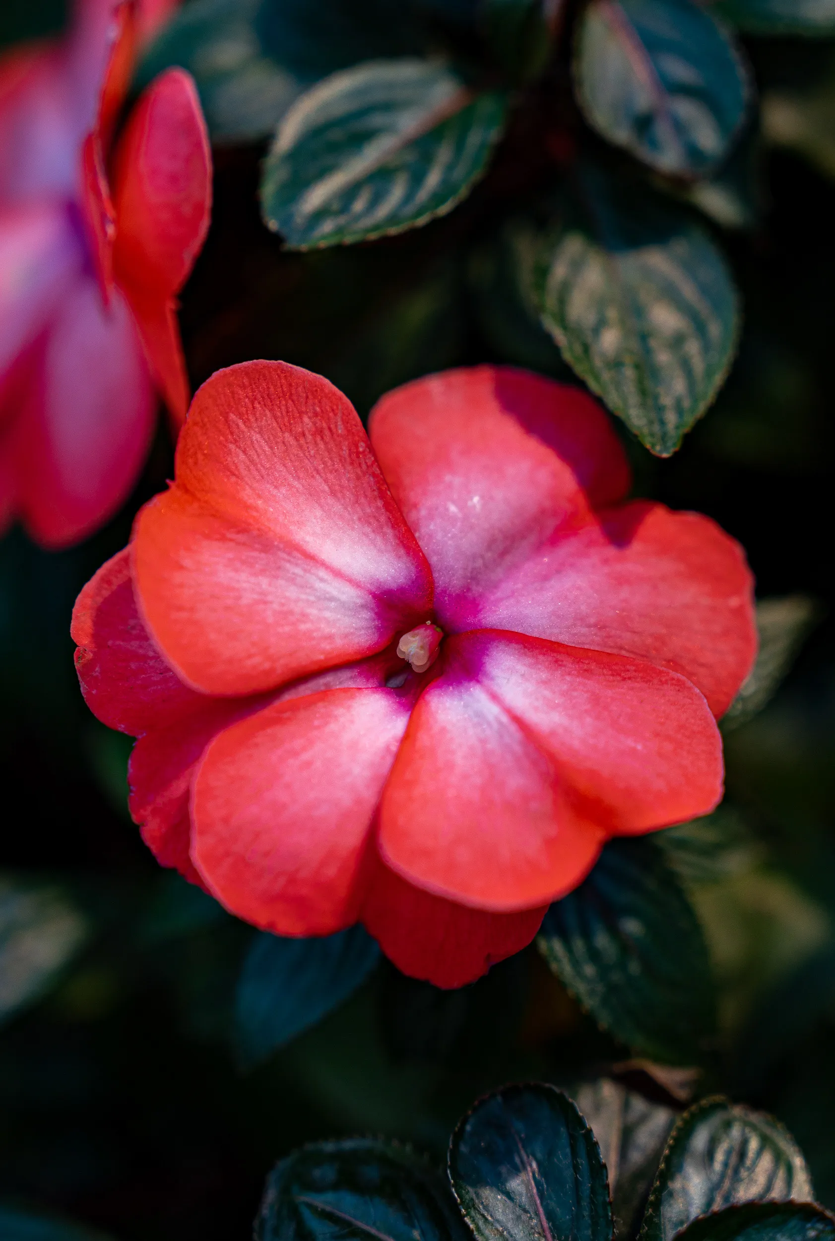 Plants — photo 4 of 14
