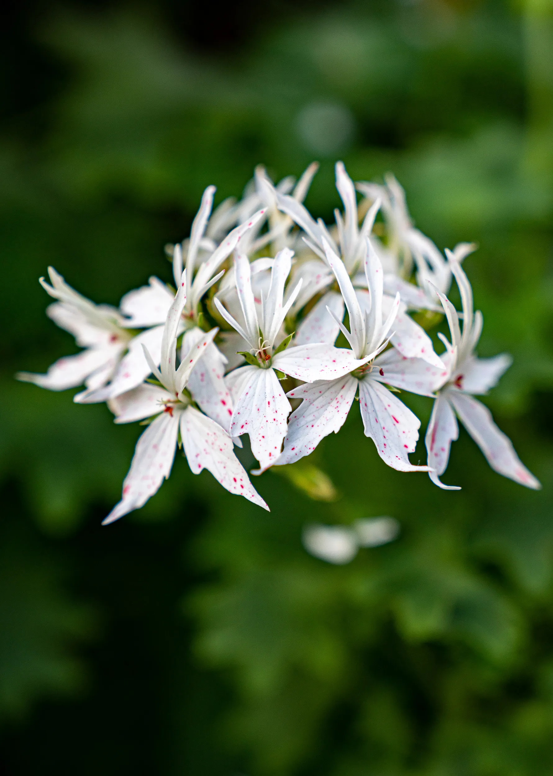 Plants — photo 5 of 14