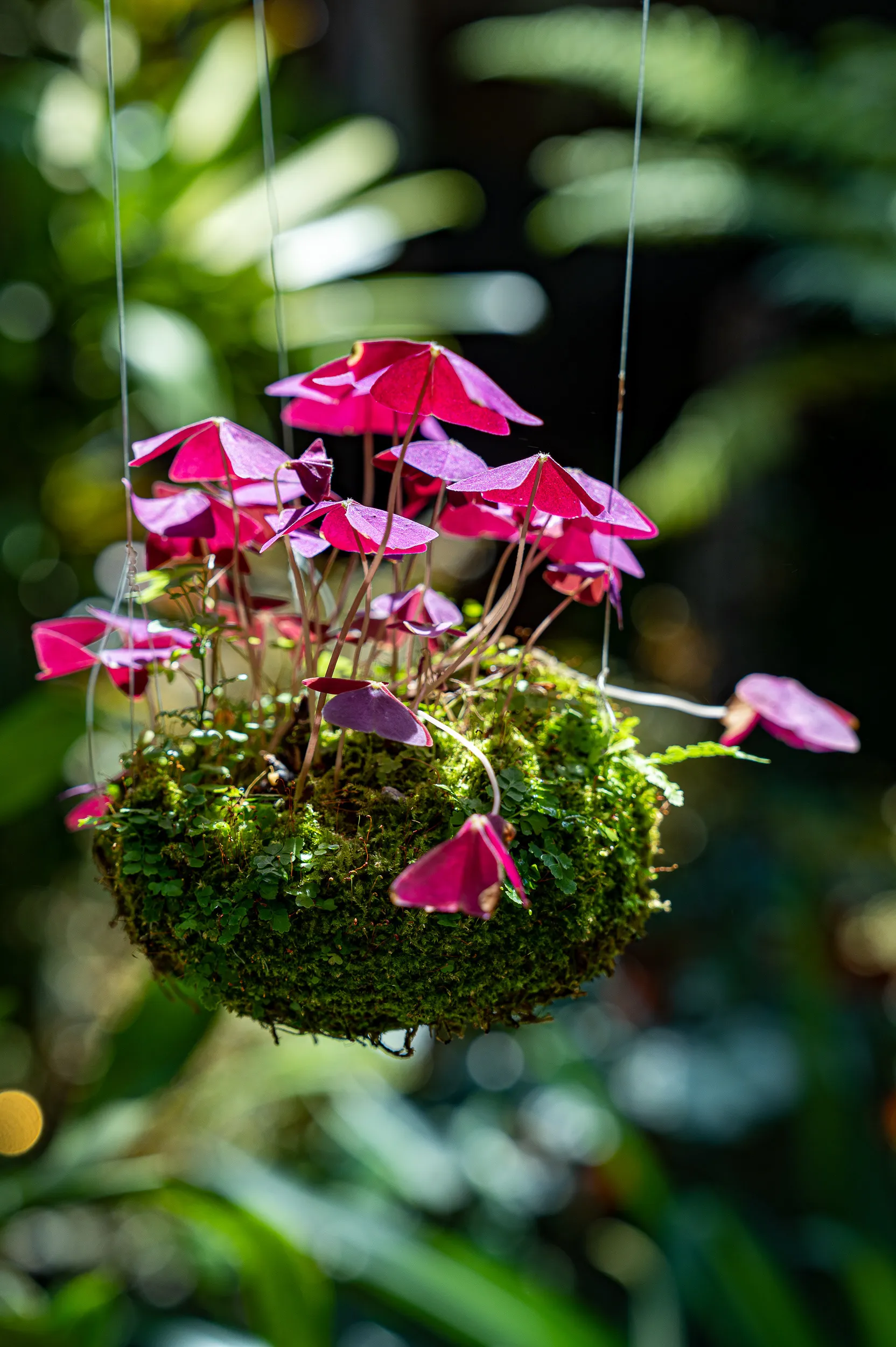 Plants — photo 8 of 14