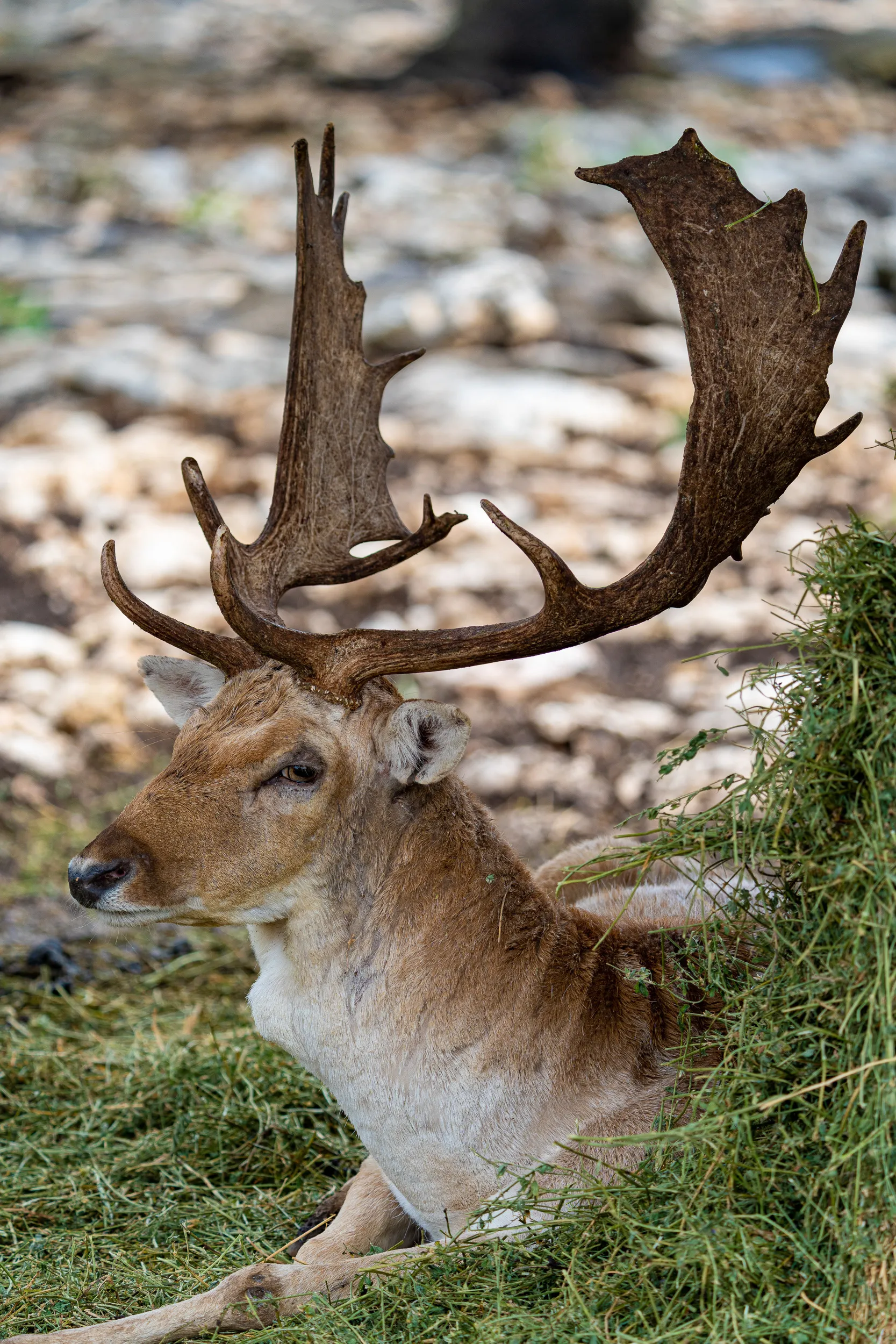 Texas Animals — photo 9 of 23