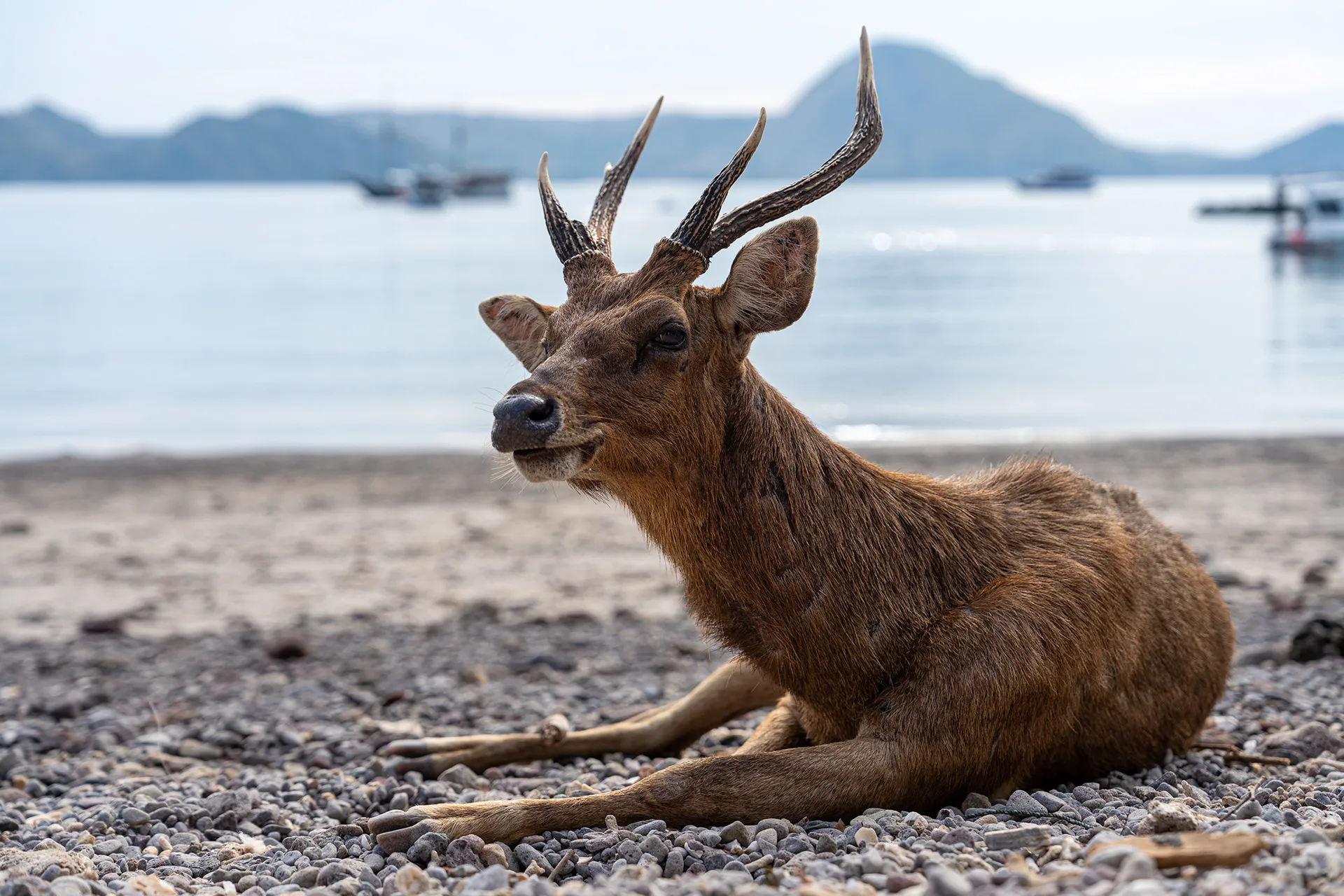 Labuan Bajo & Komodo Island — photo 10 of 27
