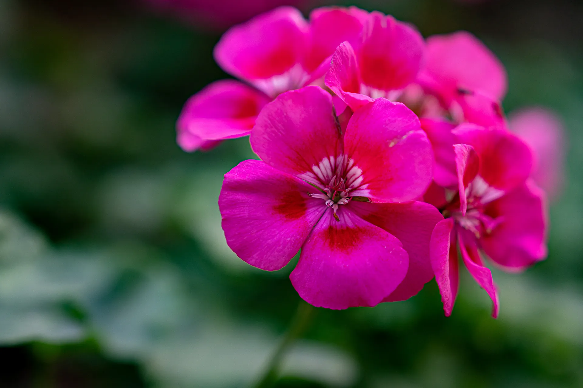Plants — photo 10 of 14
