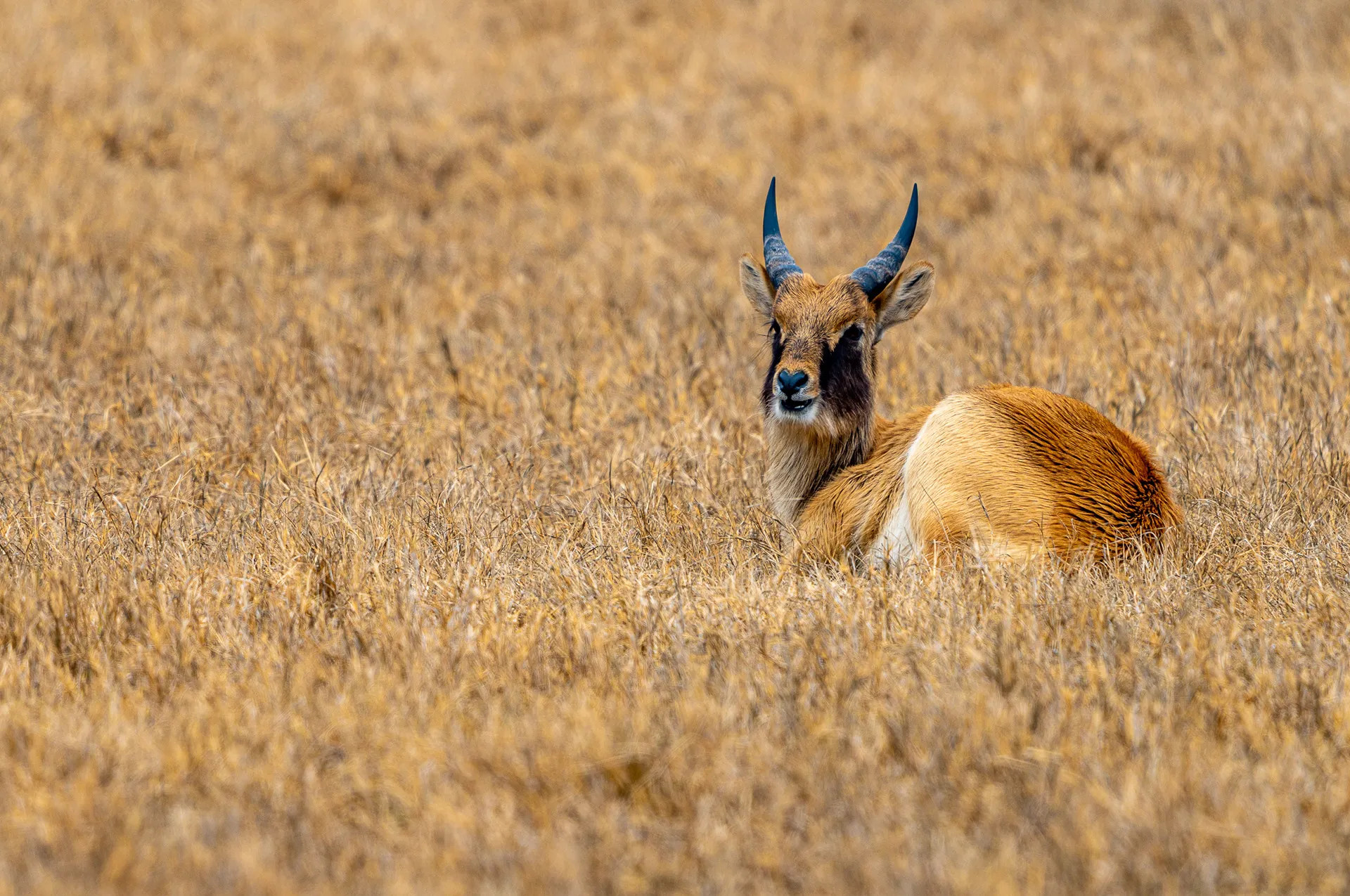 Texas Animals — photo 11 of 23