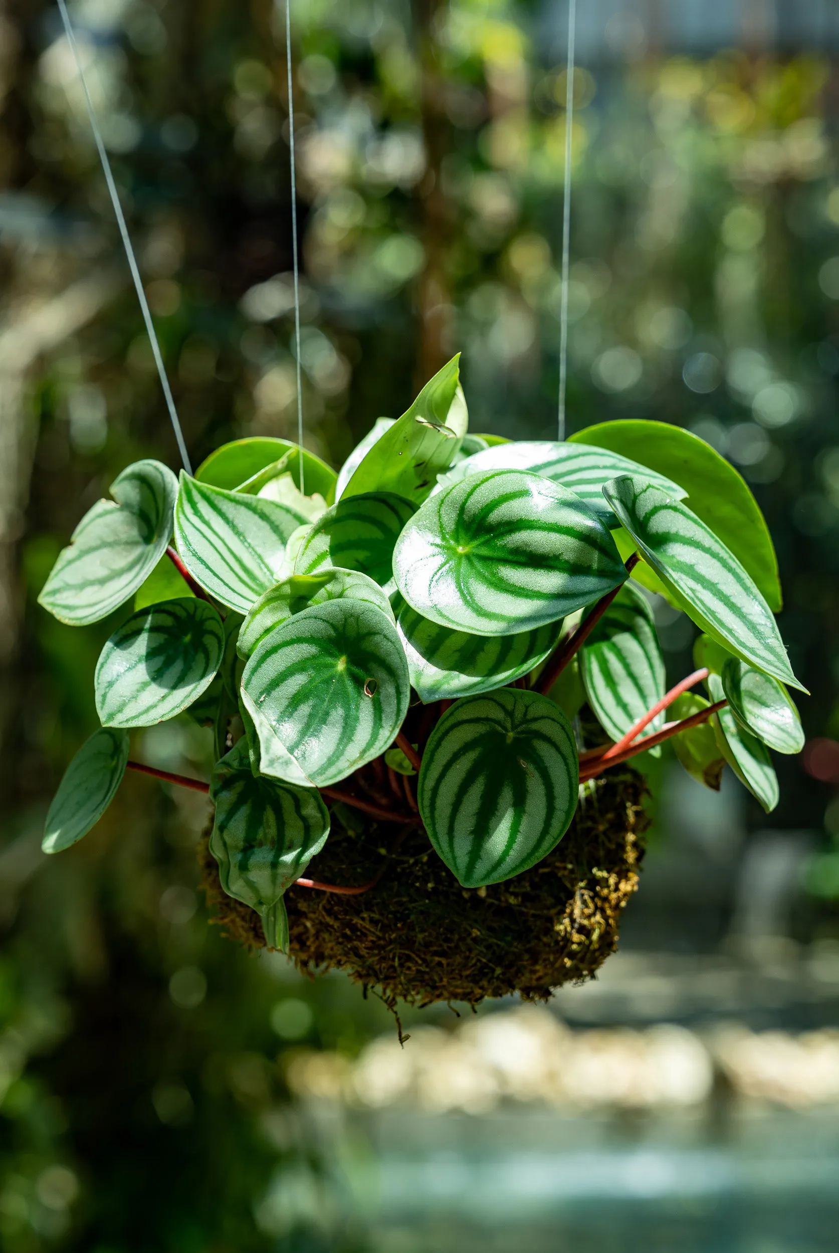 Plants — photo 12 of 14