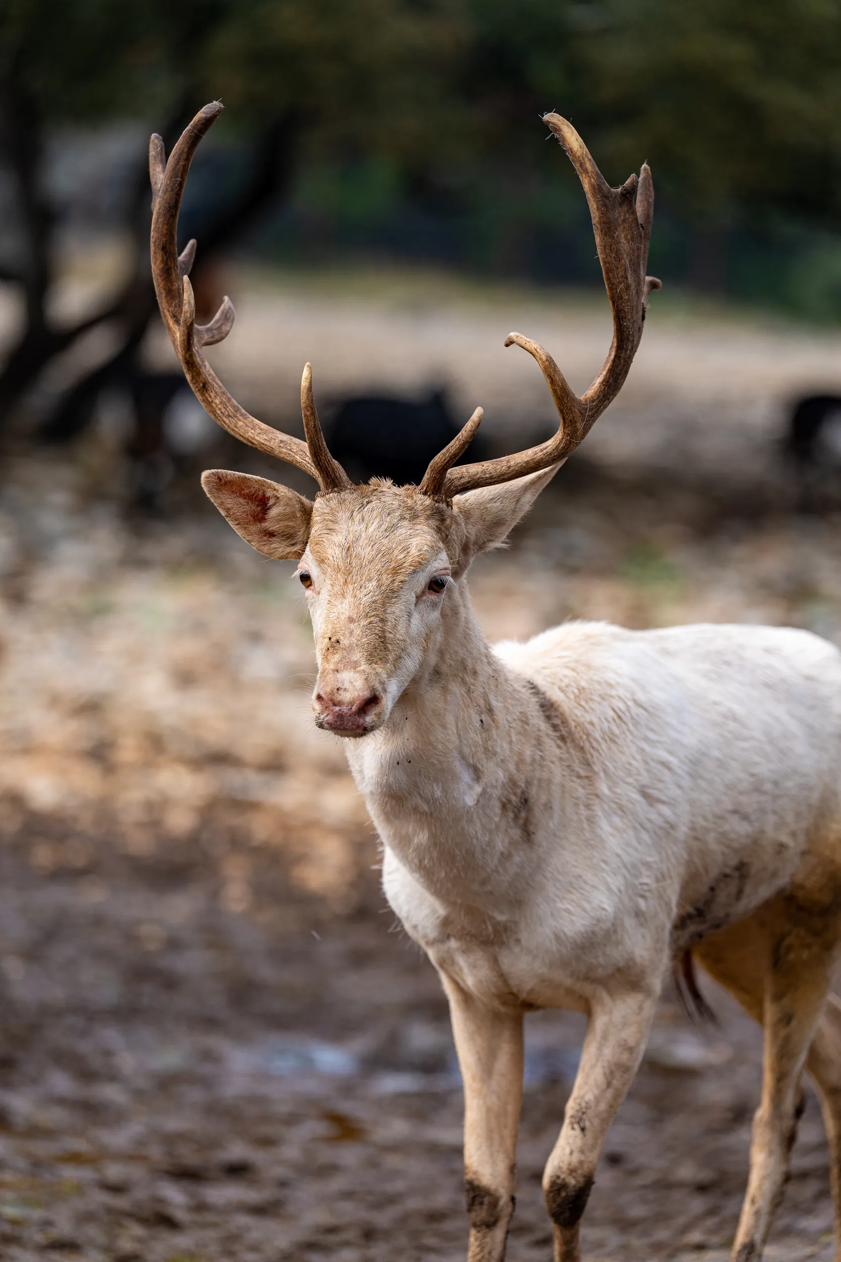 Texas Animals — photo 17 of 23
