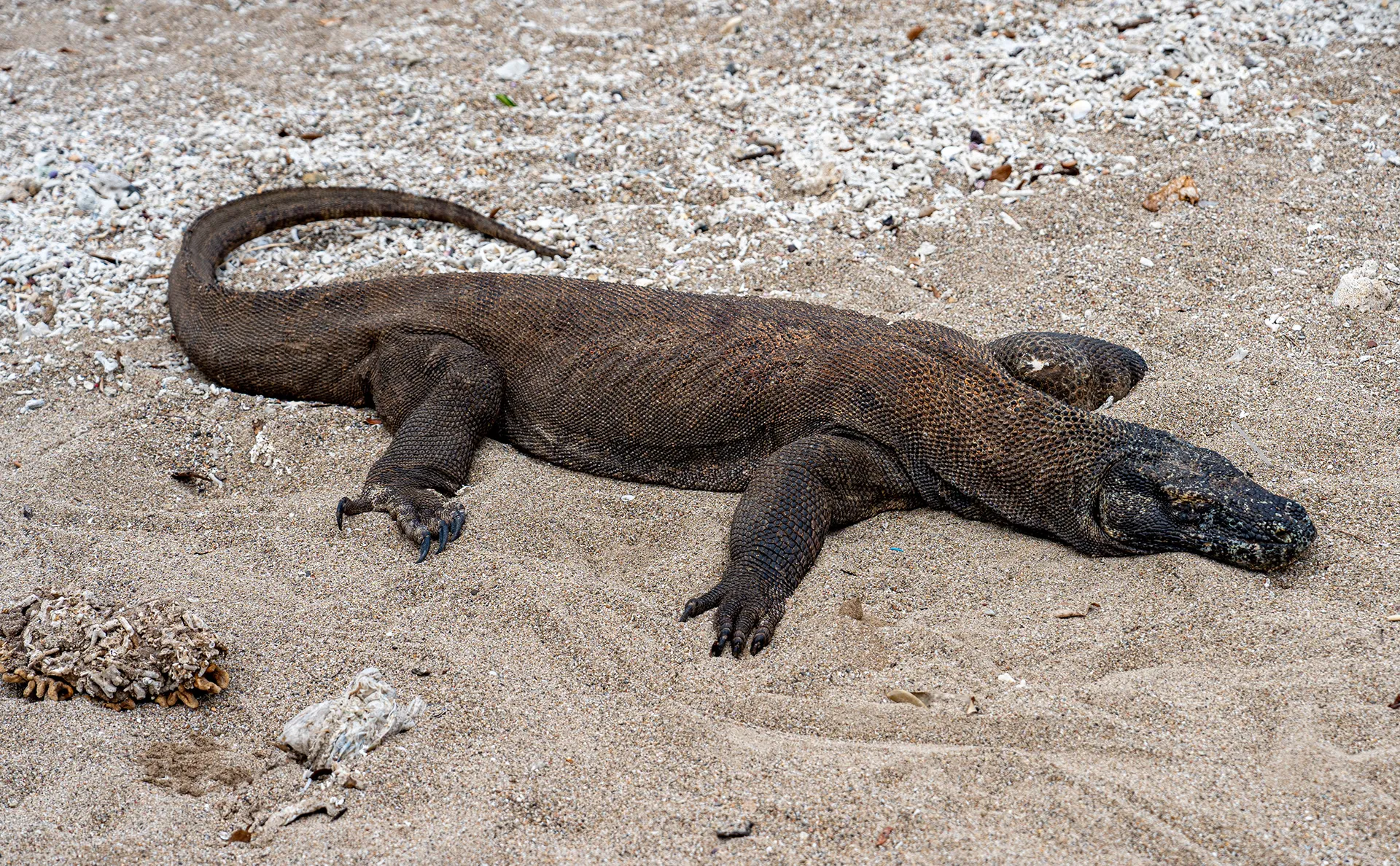 Labuan Bajo & Komodo Island — photo 19 of 27