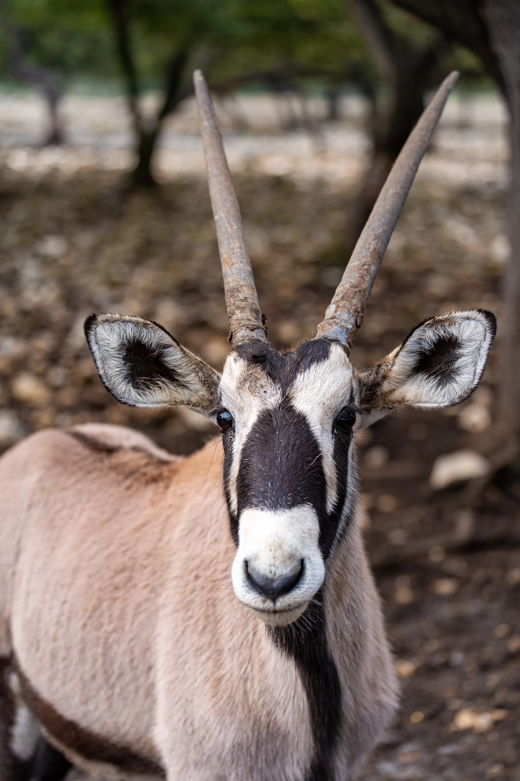 Texas Animals — photo 20 of 23