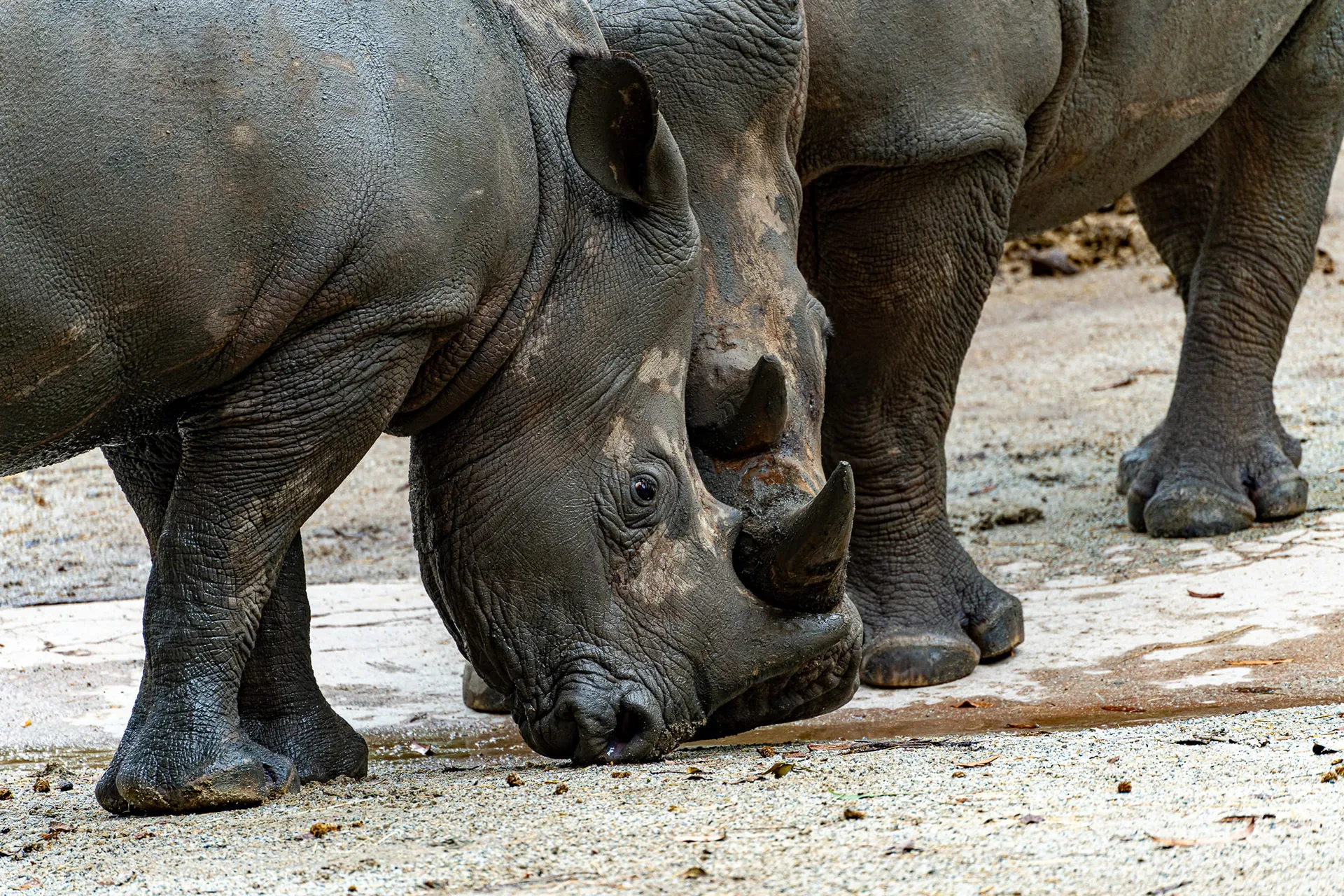 Animals — photo 20 of 87