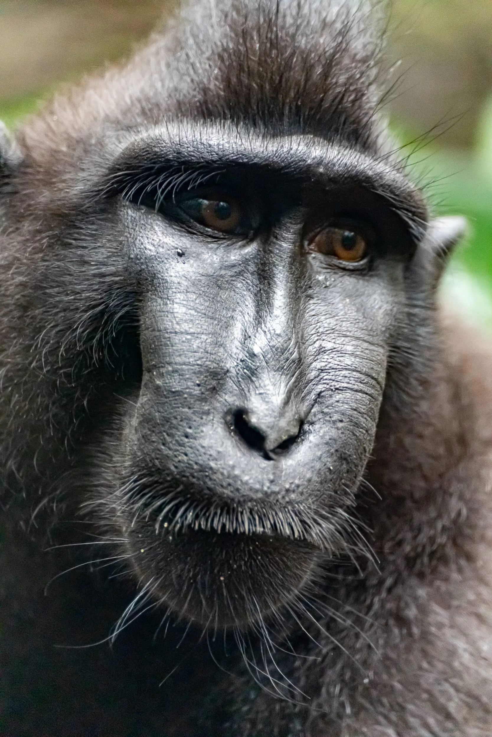 Animals — photo 23 of 87