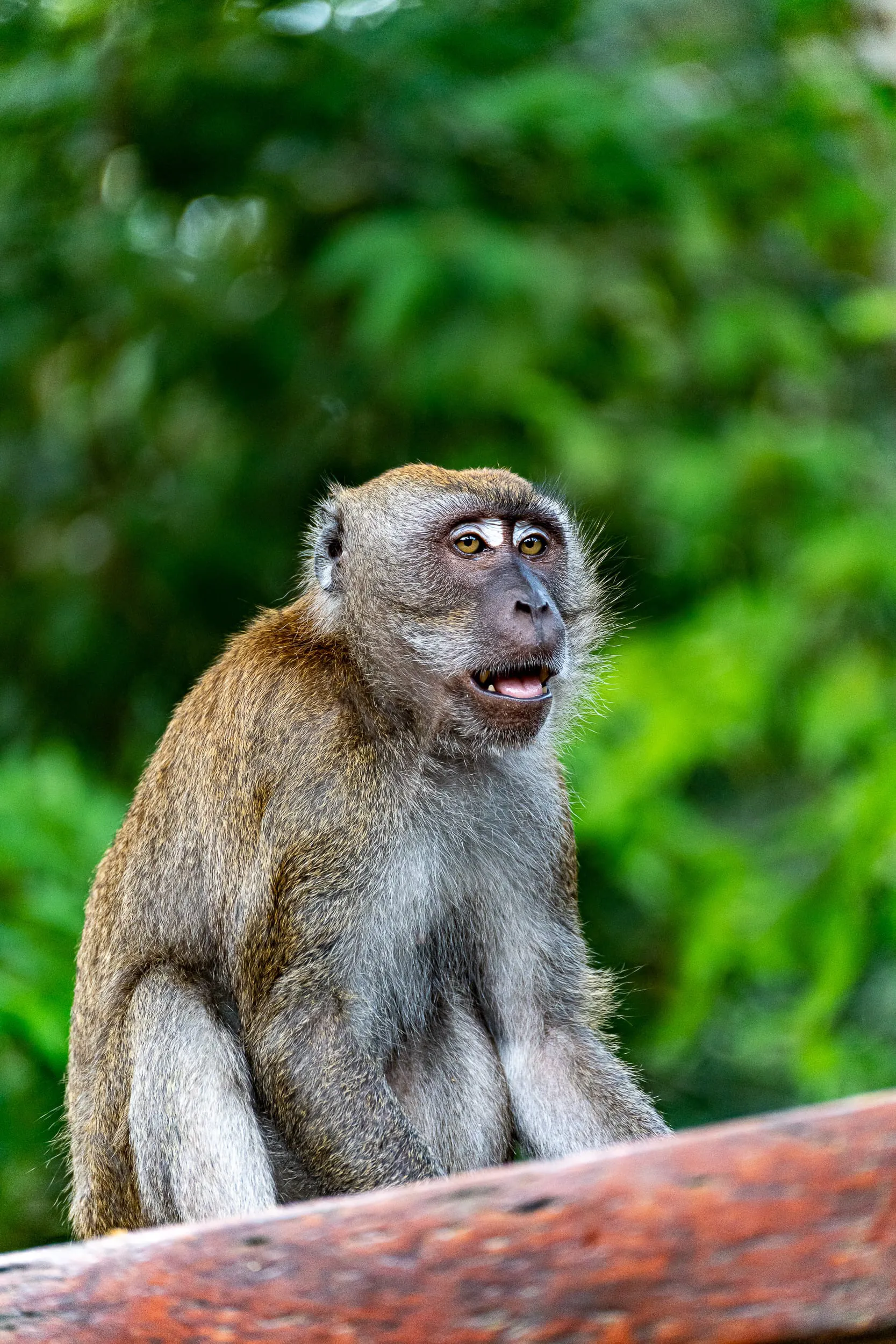 Animals — photo 26 of 87