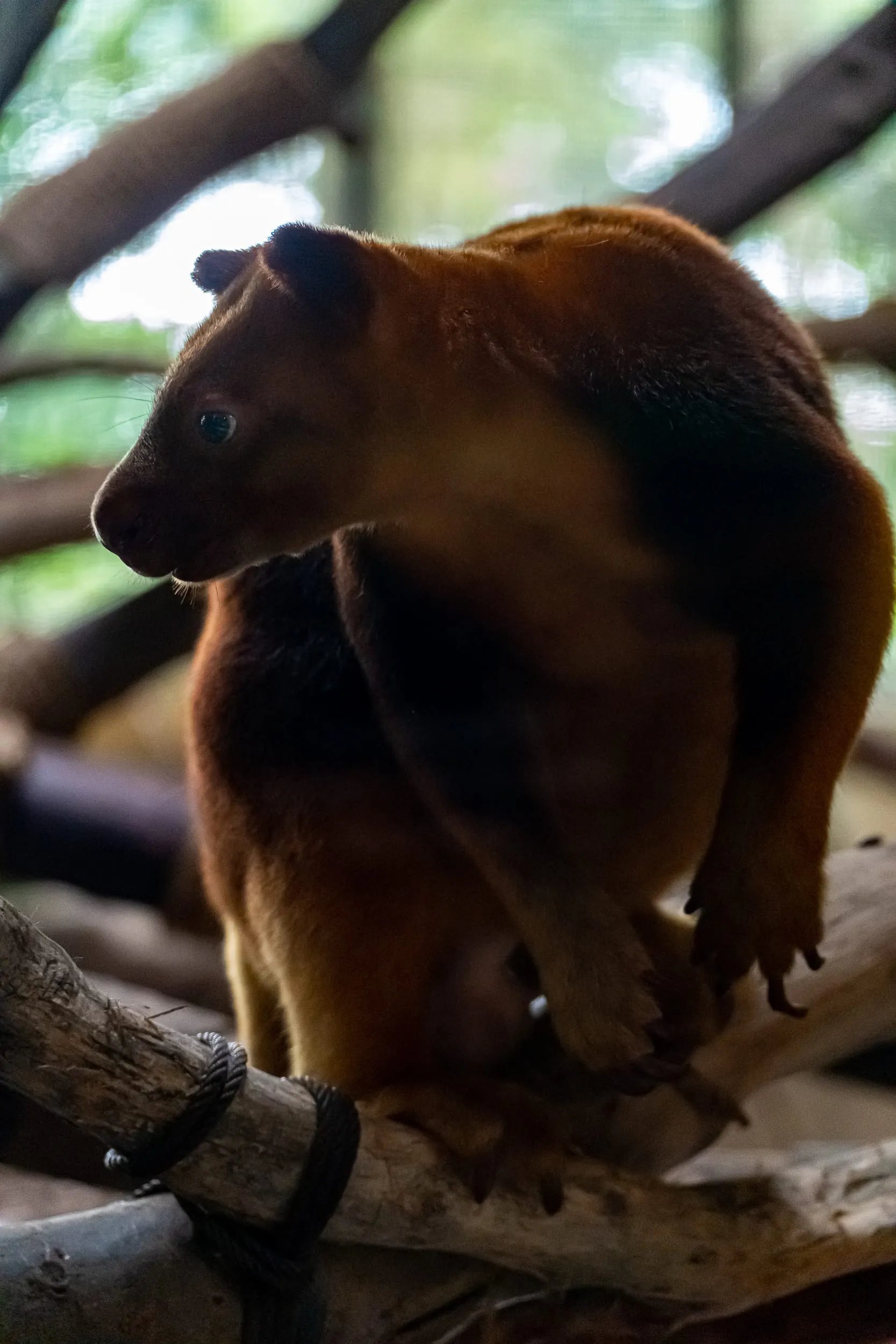 Animals — photo 36 of 87