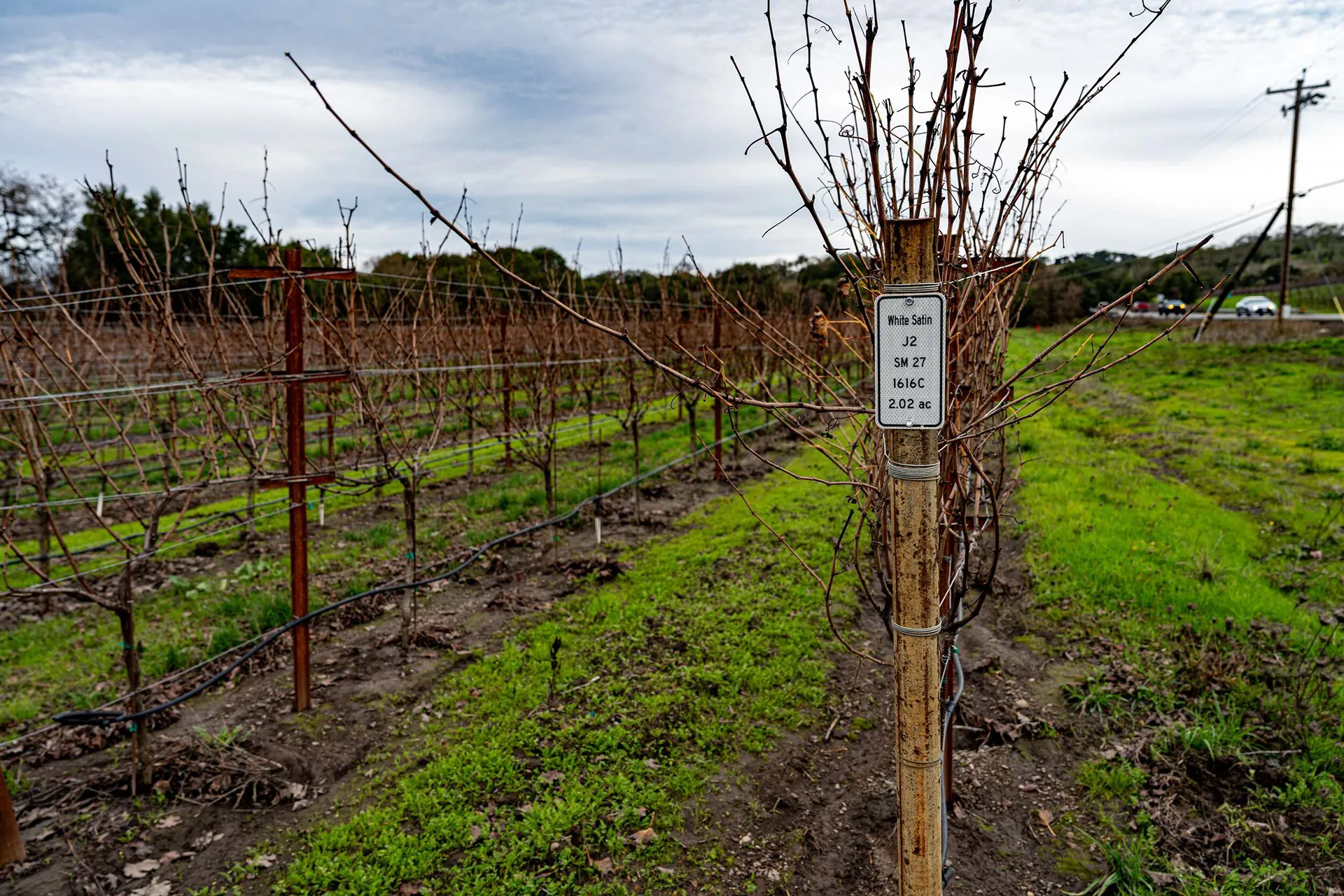 Sacramento & Napa — photo 40 of 42
