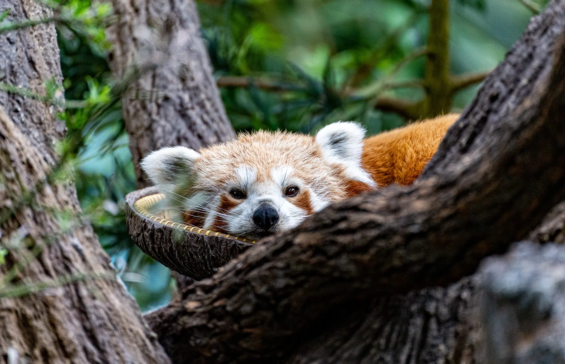 Animals — photo 41 of 87