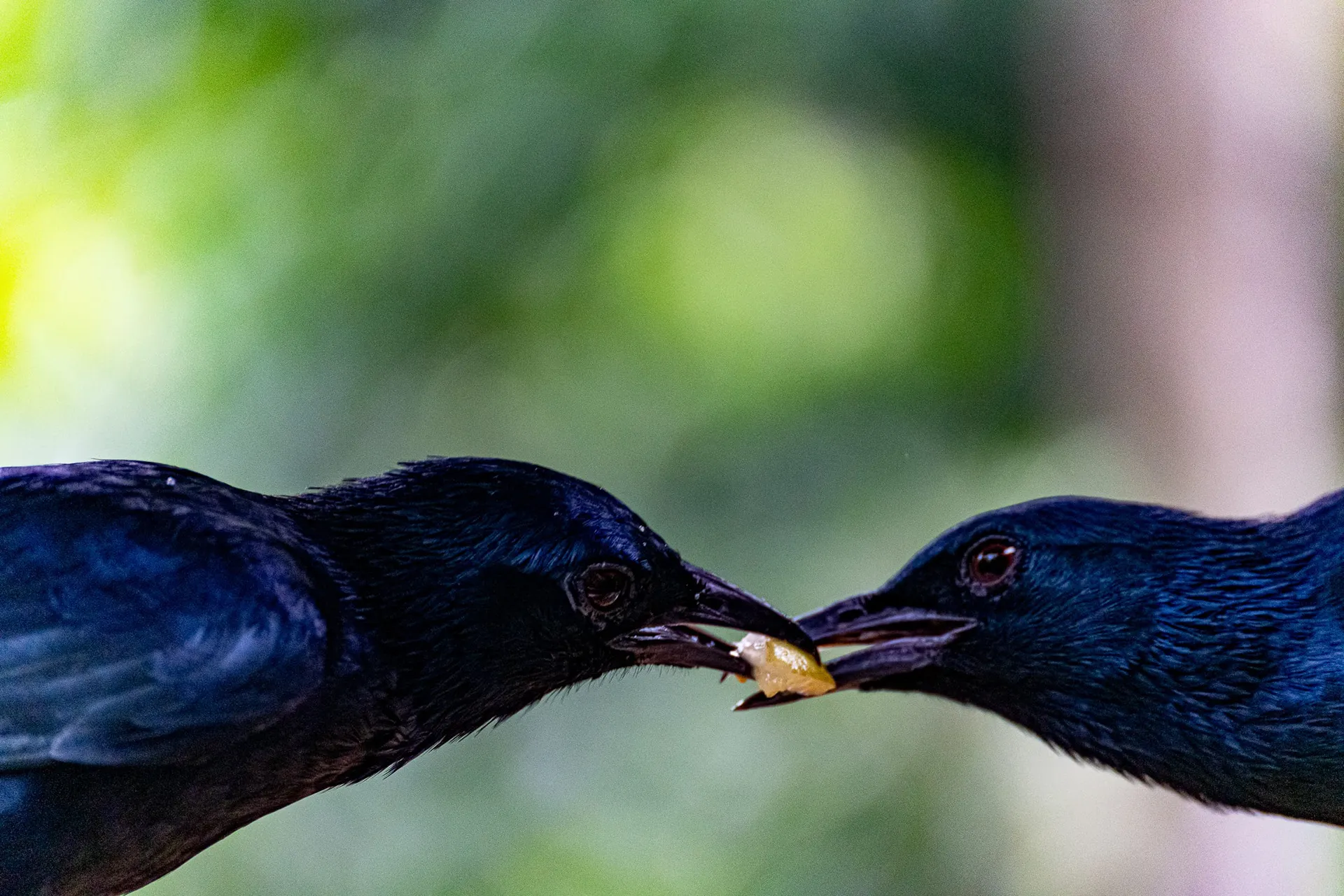 Animals — photo 42 of 87