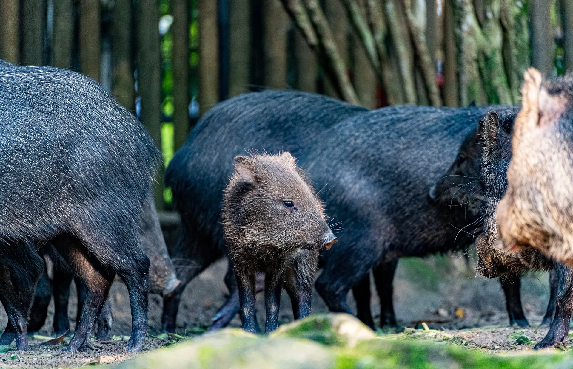 Animals — photo 43 of 87