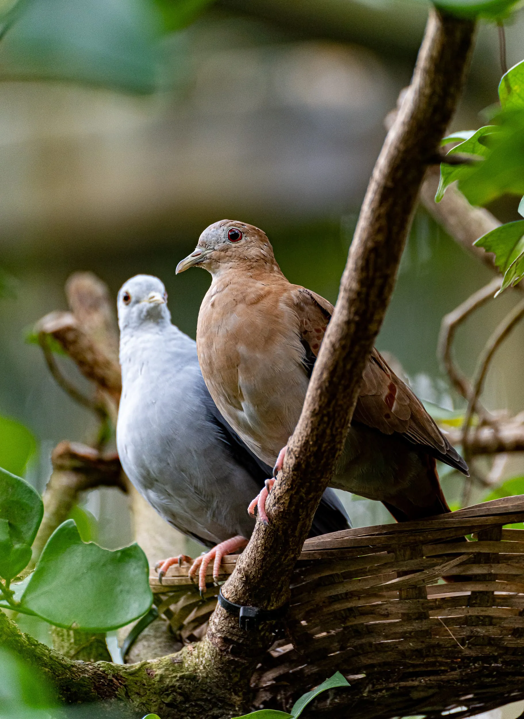 Animals — photo 44 of 87