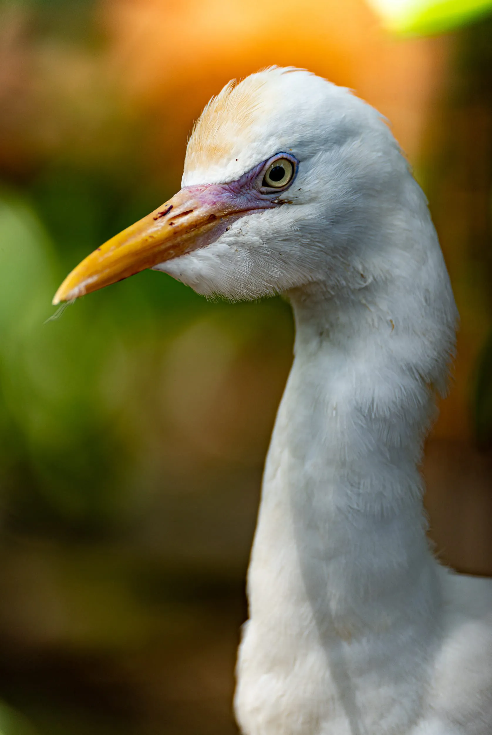 Animals — photo 46 of 87