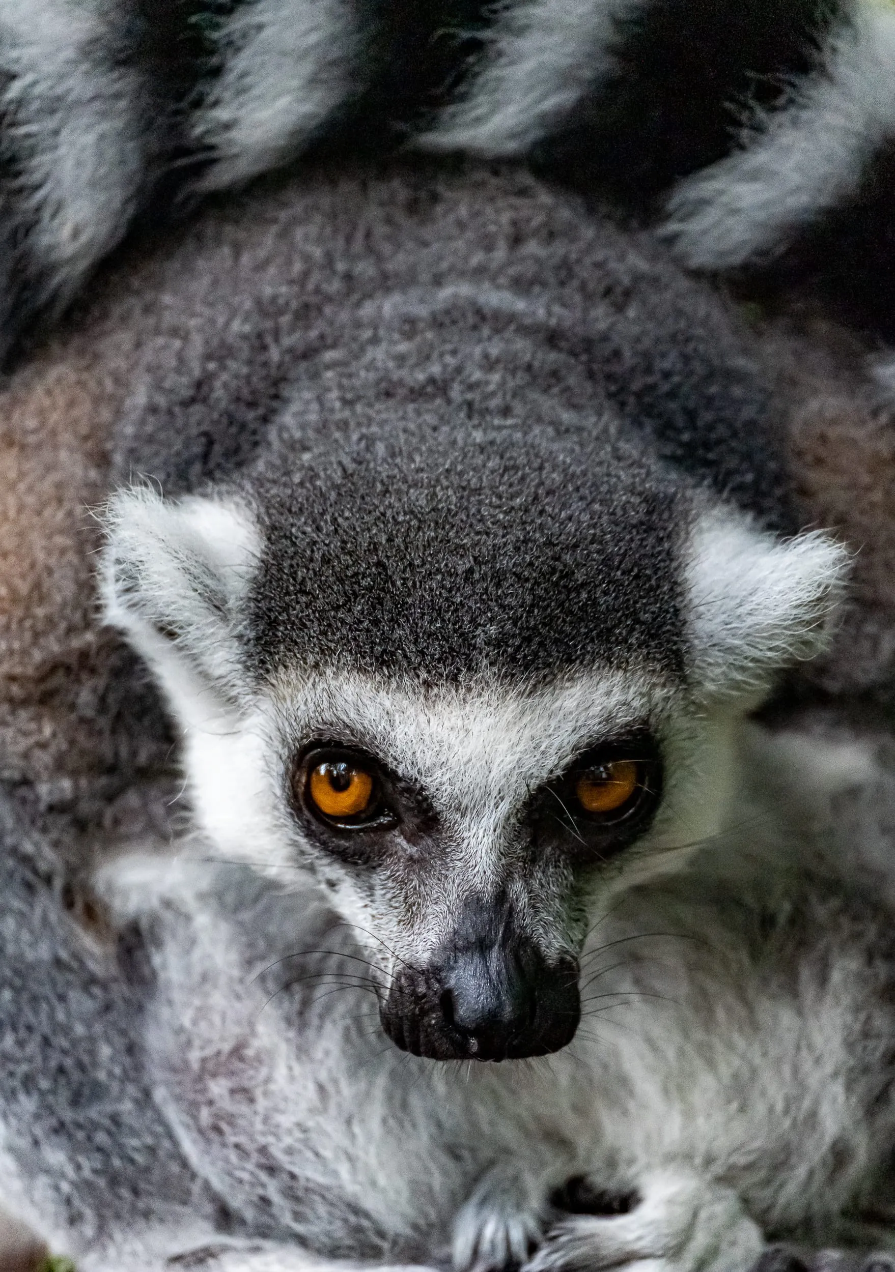 Animals — photo 48 of 87