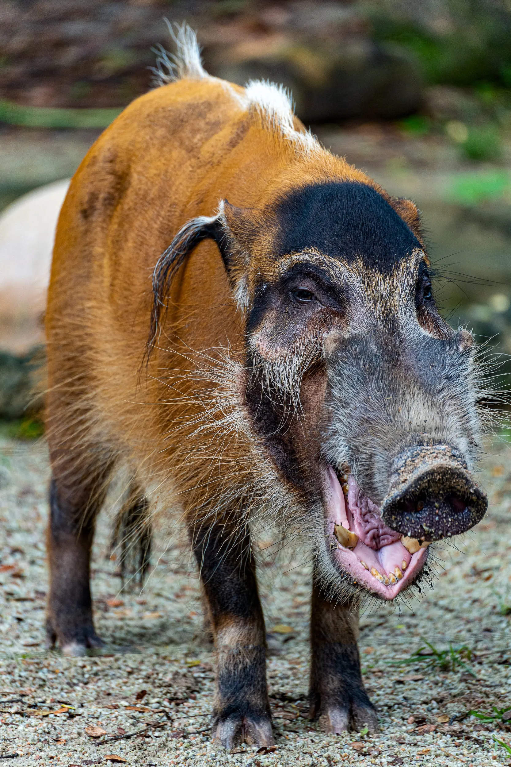 Animals — photo 50 of 87