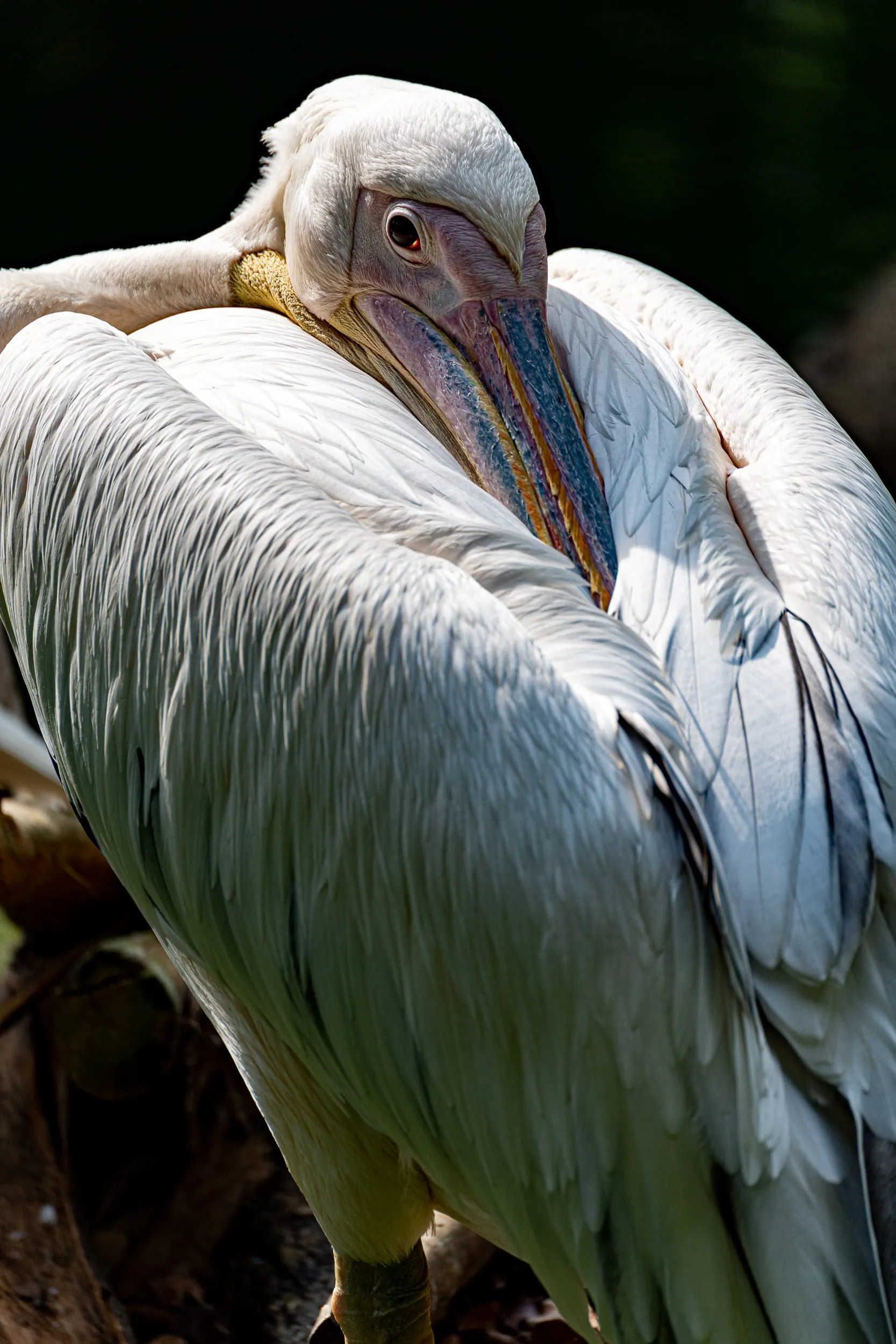 Animals — photo 60 of 87