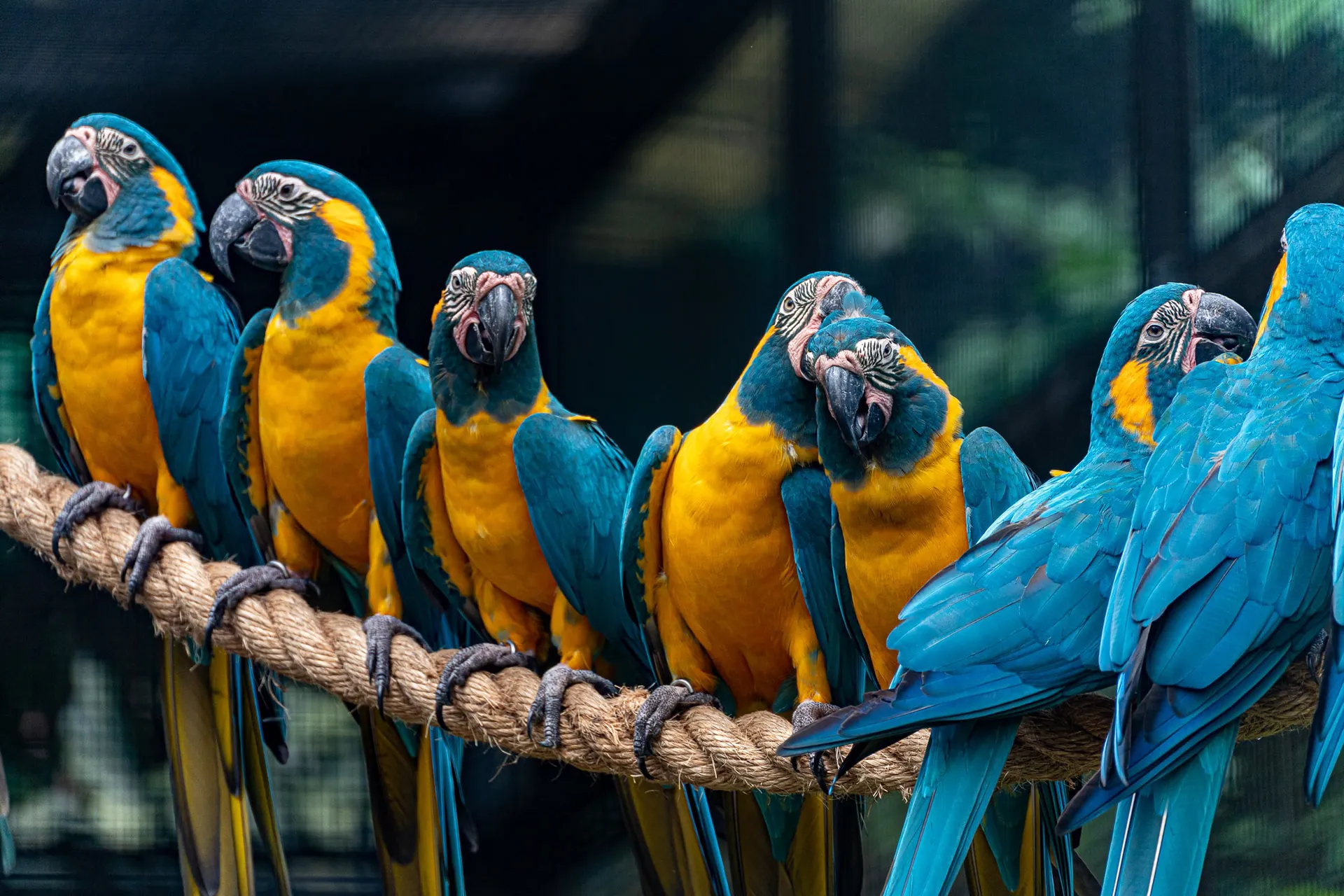 Animals — photo 64 of 87