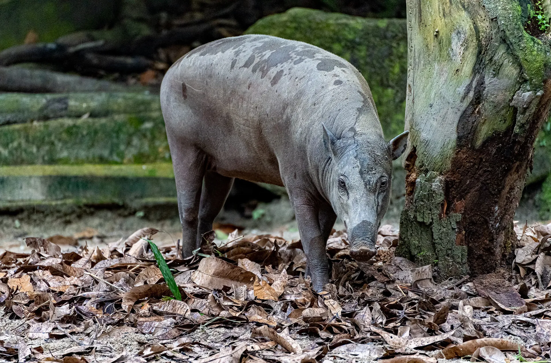 Animals — photo 68 of 87