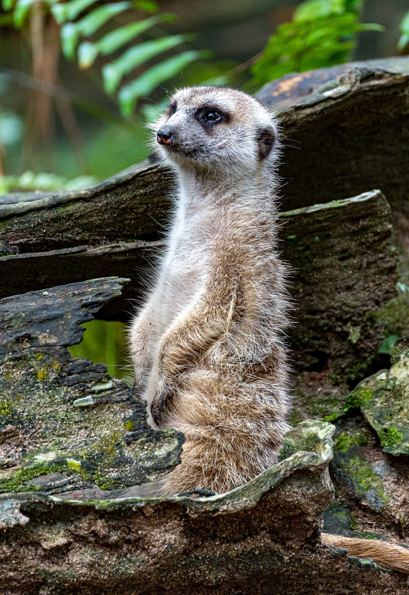 Animals — photo 76 of 87