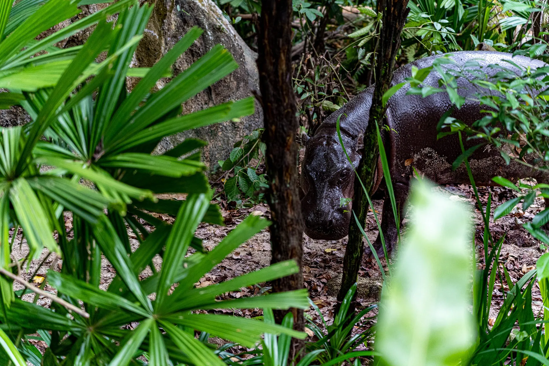 Animals — photo 77 of 87