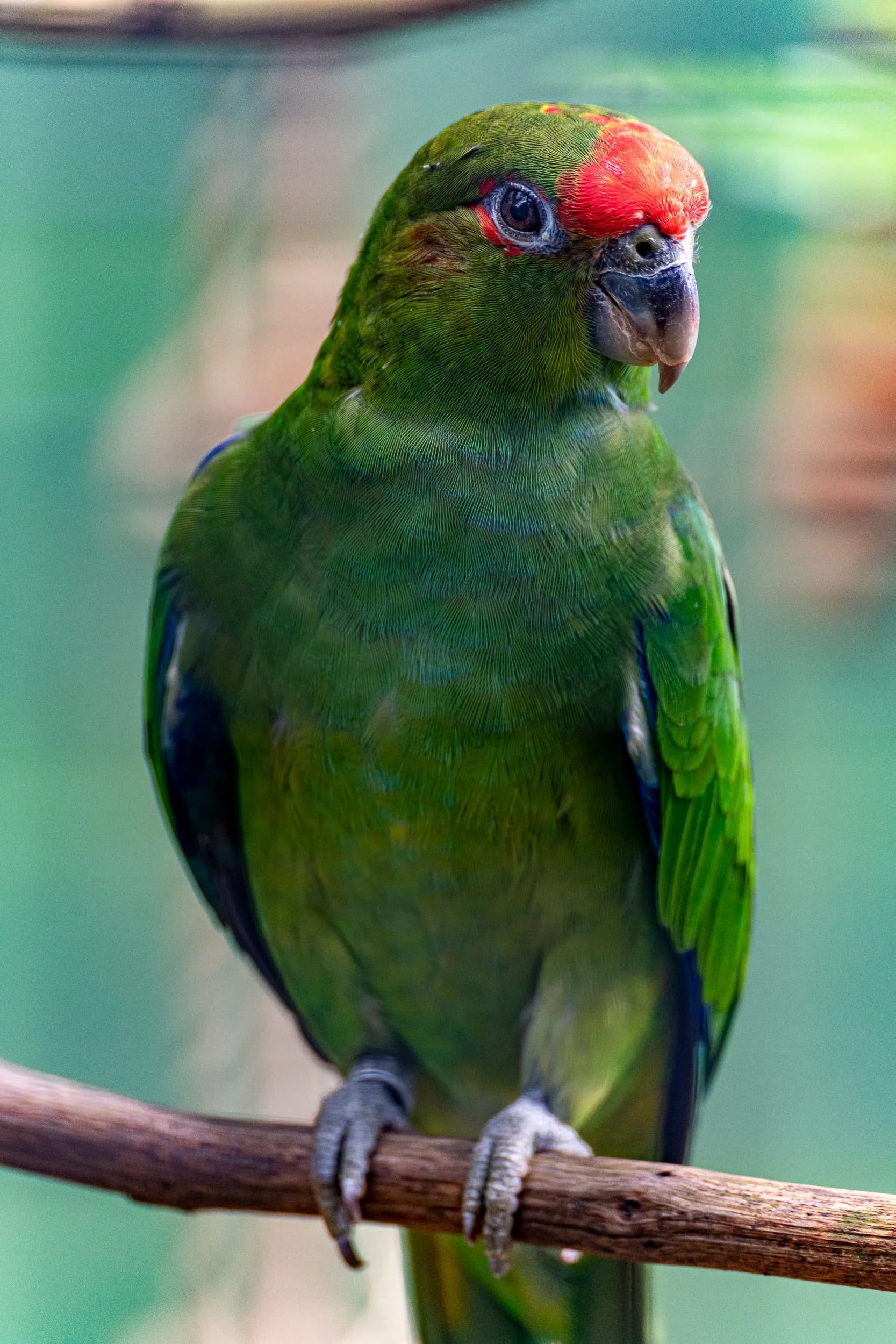 Animals — photo 78 of 87