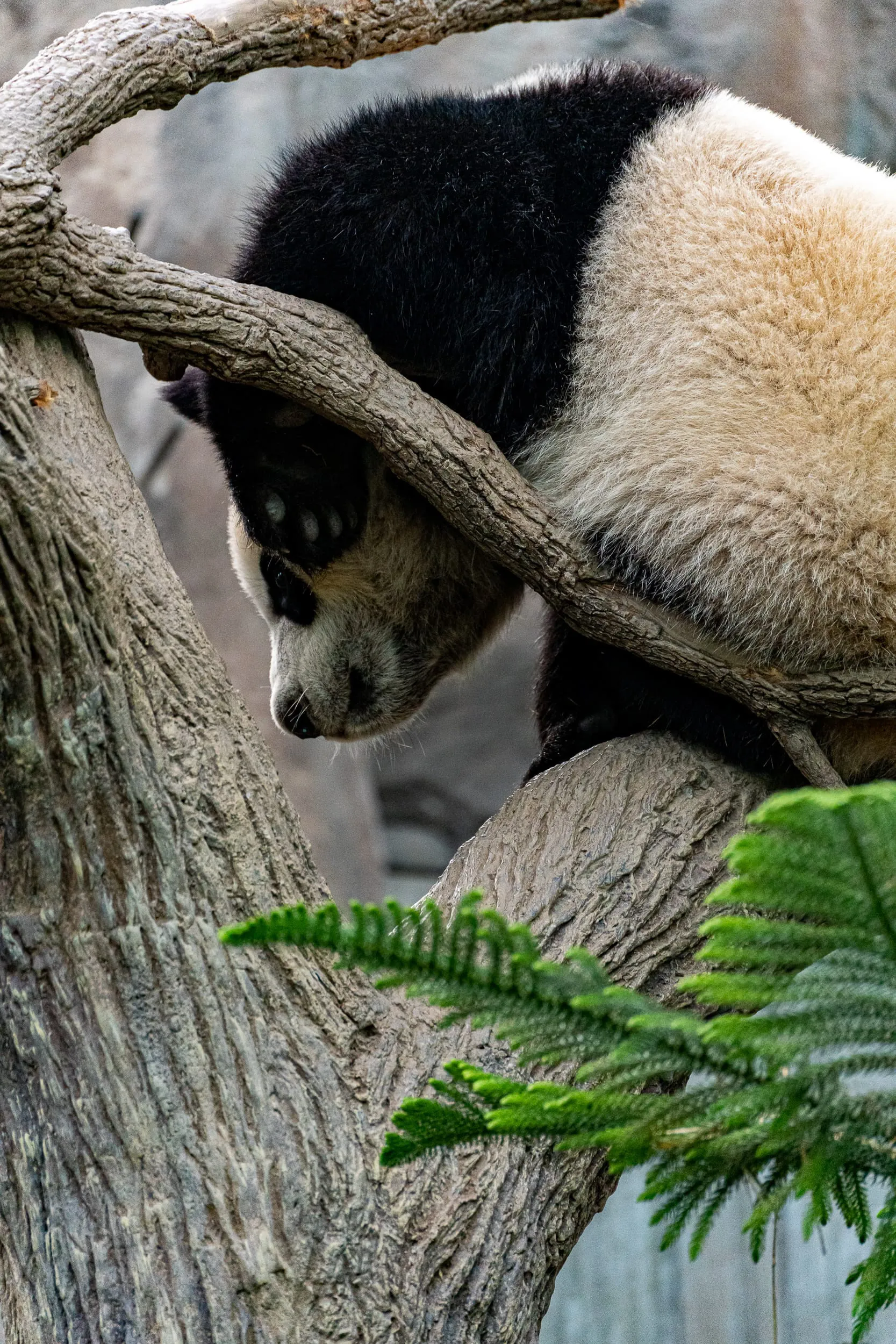 Animals — photo 79 of 87