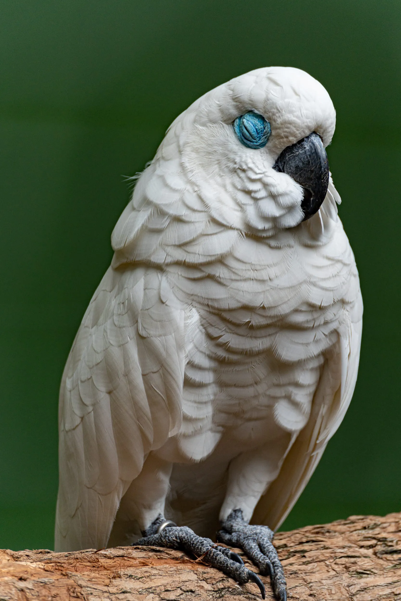 Animals — photo 82 of 87