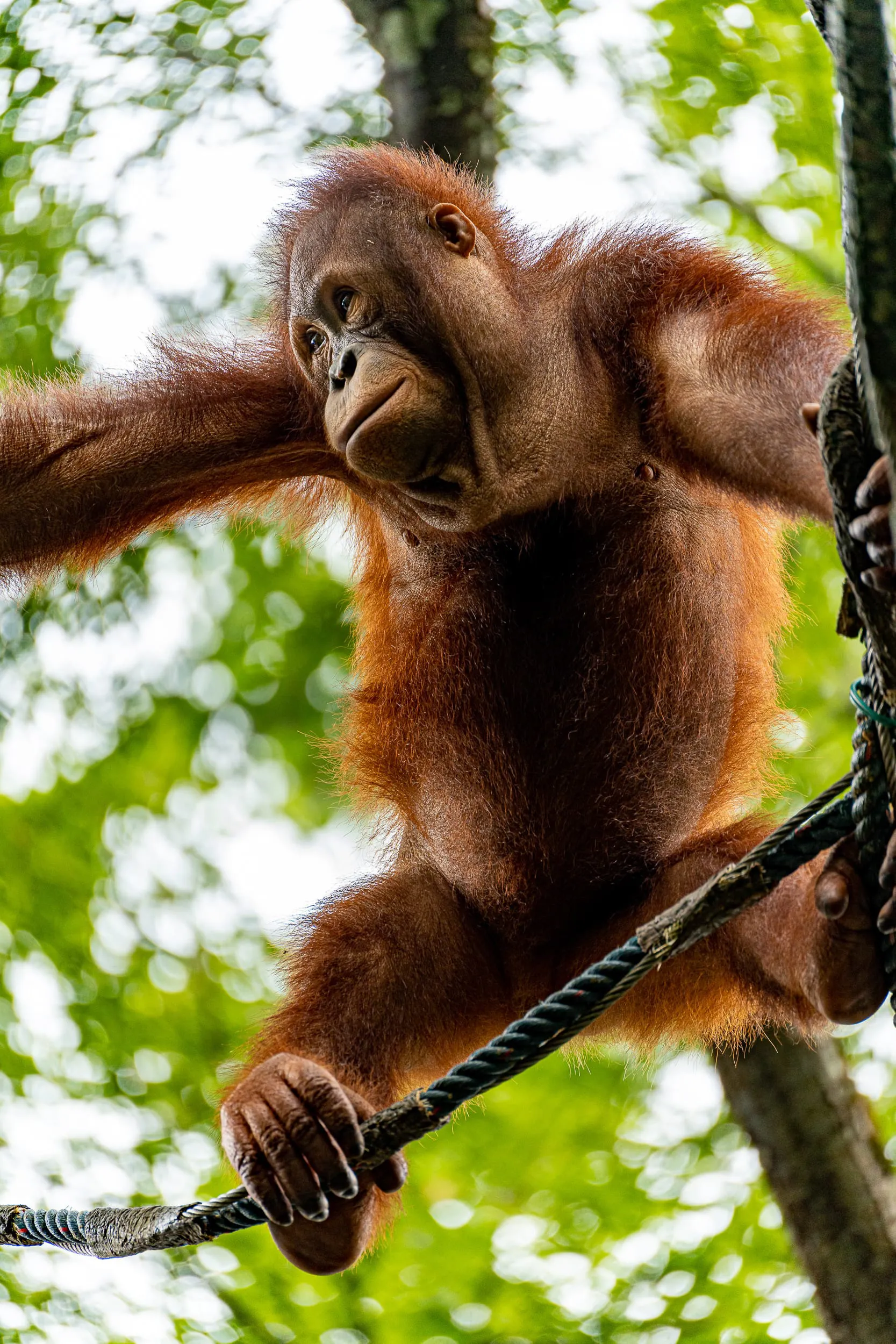 Animals — photo 83 of 87