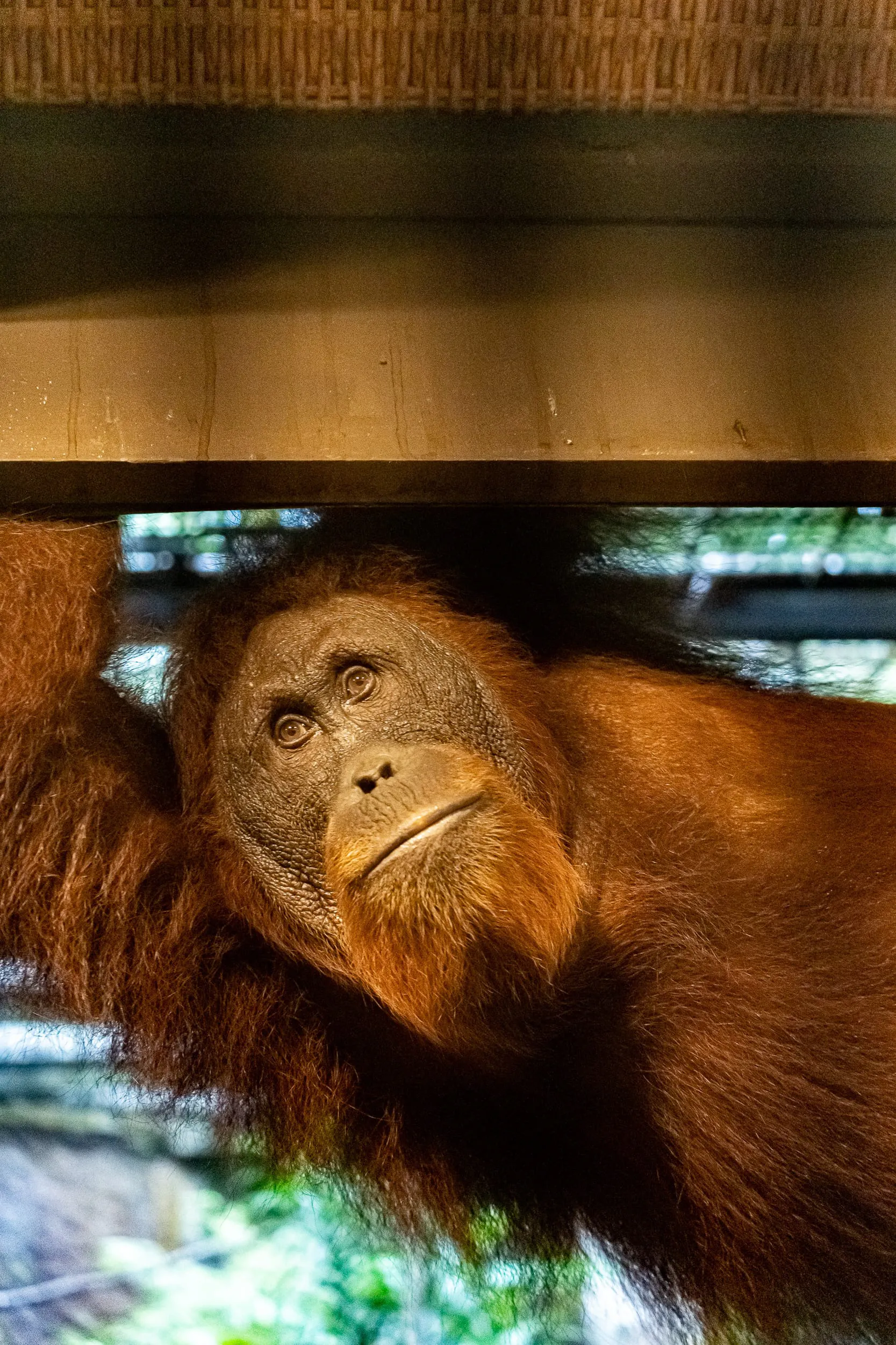 Animals — photo 85 of 87