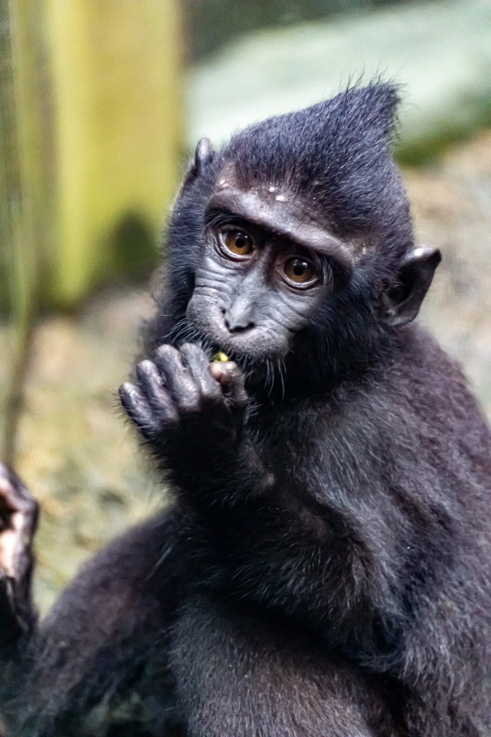 Animals — photo 86 of 87