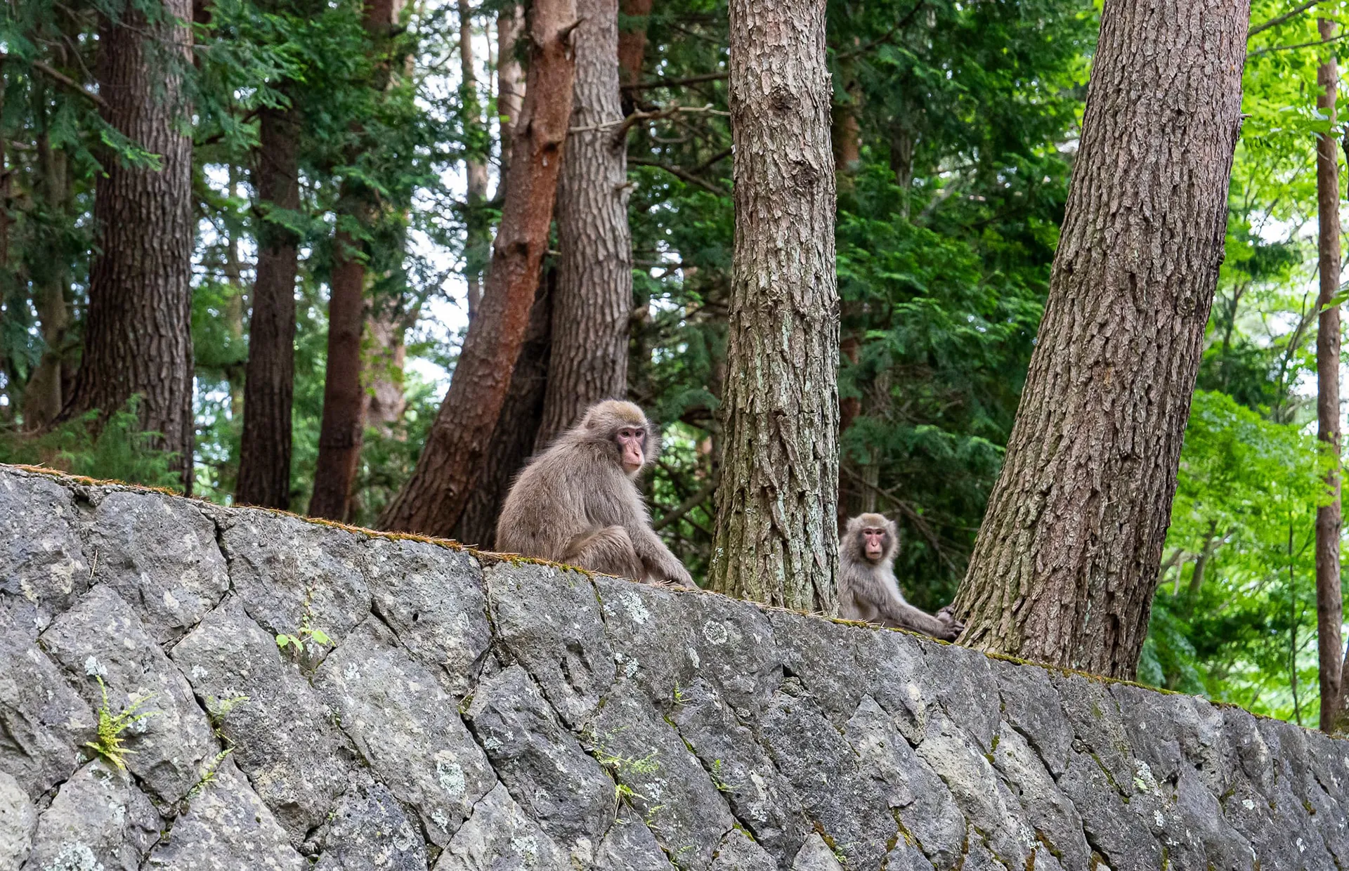 Japan — photo 100 of 197
