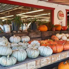 norcal-renaissance-faire-2018-IMG_9002-thumb.jpg