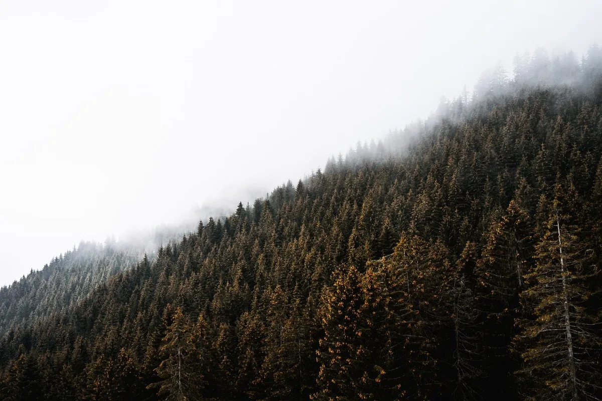 weekly digest 14 202104damien schnorhk gigqsr1bnlw unsplash 1