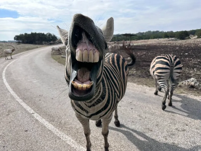 zebra floss poem IMG 6019